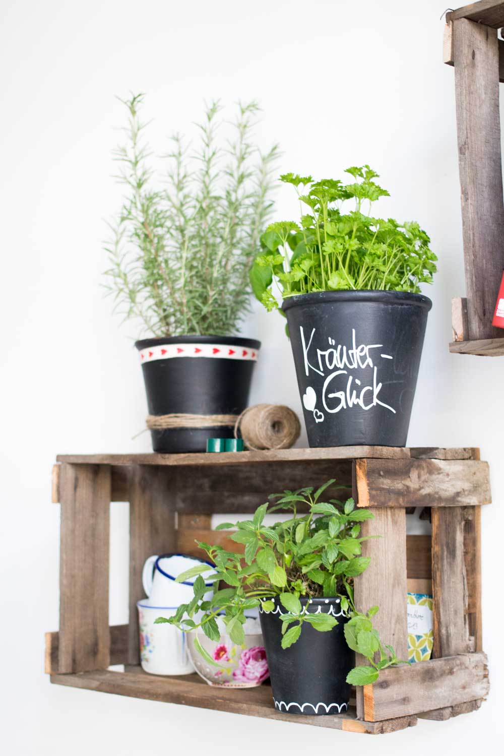 Indoor Kräuter Aufzucht