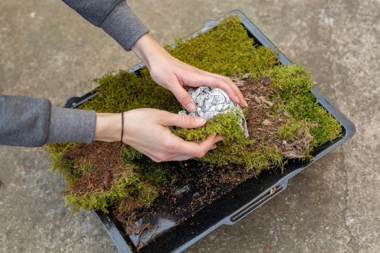 Mooskugeln-15hGxCmlsJnjGPU