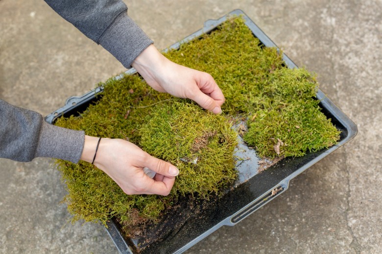 Mooskugeln-19gL0wyIPWzvrHu