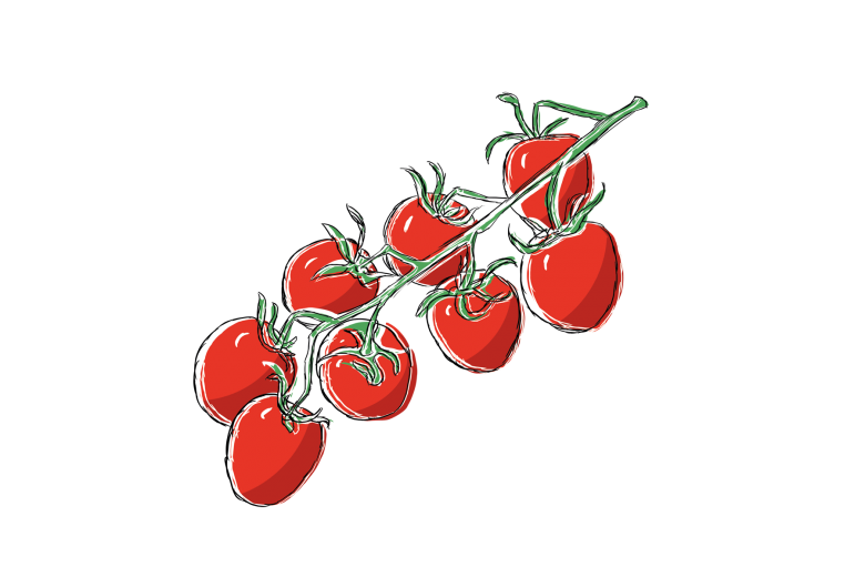 tomate-saisonkalender