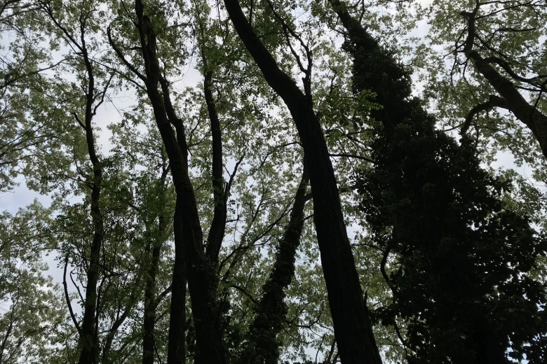 waelder-wertschaetzen