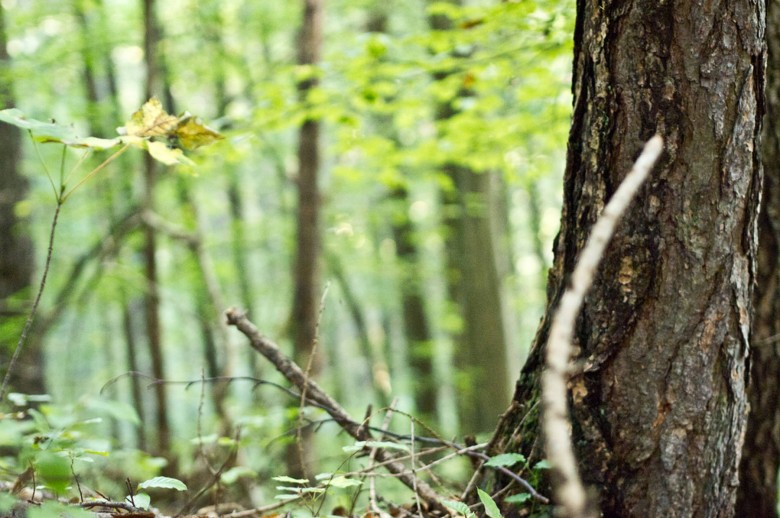 wissenswertes_ueber_holz